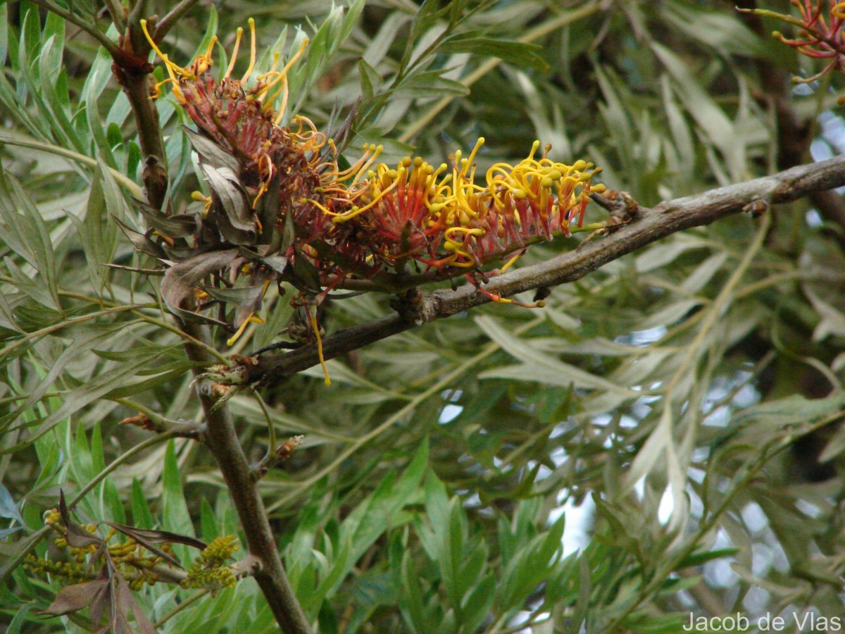 Grevillea robusta A.Cunn. ex R.Br.